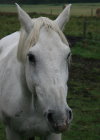 Sir William